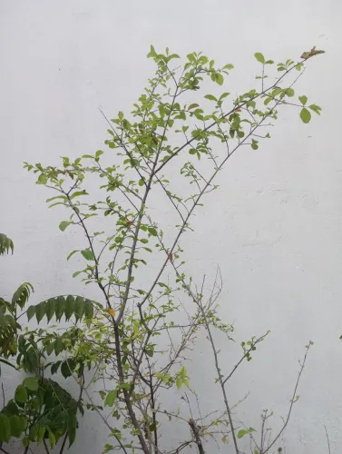Mudas de Acerola Gigante