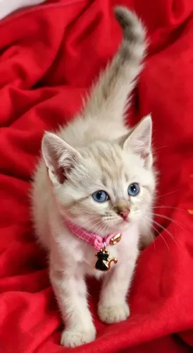 Gato fêmea siamês tigrada com 50 dias