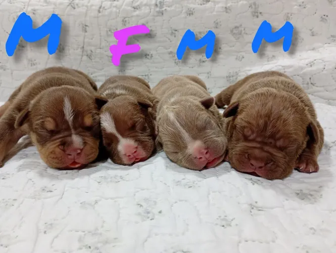 American Bully filhotes disponíveis 