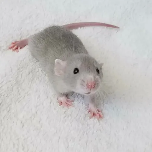 Ratos pets ou alimentação