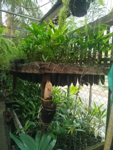 Açai BRS Pai d'Égua