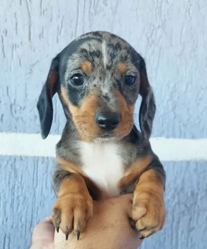 Dachshund alerquim fêmea 