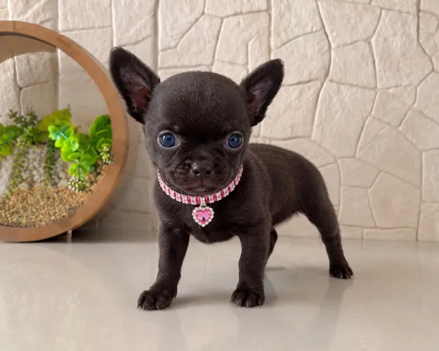 Chihuahua pelo longo com pedigree CBKC