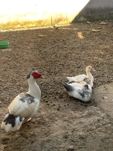 Pato adulto