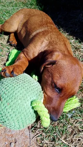 Filhote Dachshund