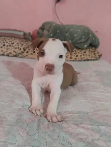 Mãe dogo Argentino pai América.