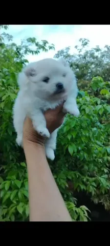Lulu da Pomerania macho Anão