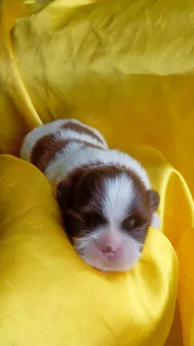 Shih Tzu fêmea para reserva parcele em até 10x