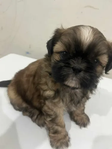Shih Tzu ideal para rotina em ambiente residencial