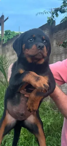 Filhotes de Rottweiler