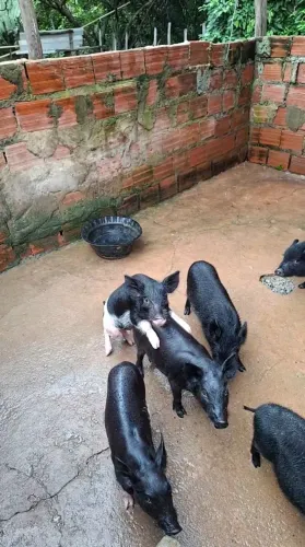 ? Leitões à Venda - 4 Meses ?
