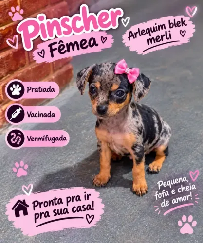 Pinscher