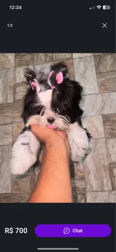 Shitzu fêmea 9 meses