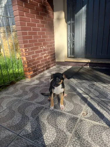 Doa-se 2 cães filhotes 