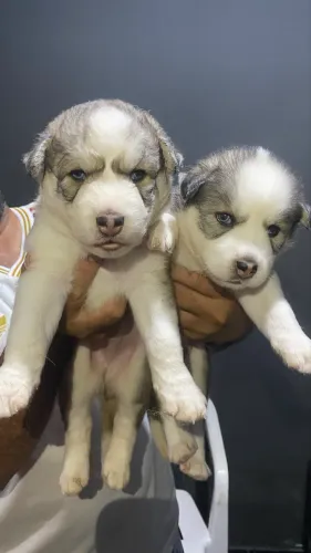 Husky siberiano filhotes