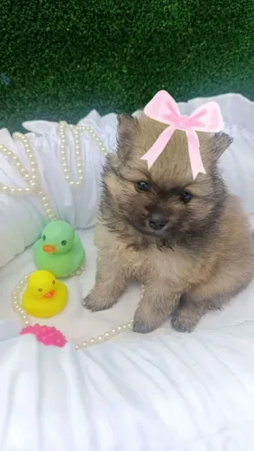 Lindo casal lulu da pomerania
