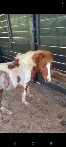 Pôneis vendo ou troco por cavalo do meu interesse