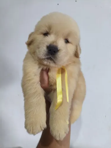 Golden com 55 dias vacinado e vermifugado