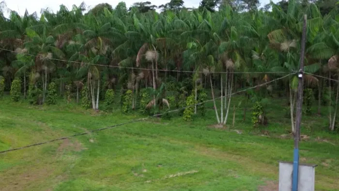 42.5 hectares açaizal ,pimental, cacau todos em produção 100% documentados há 90 km de Bel
