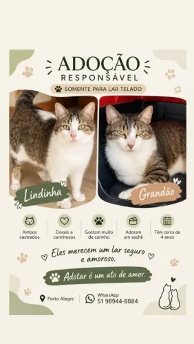 Gatinhos para adoção responsável 