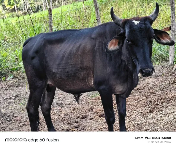 Venda de um garrote