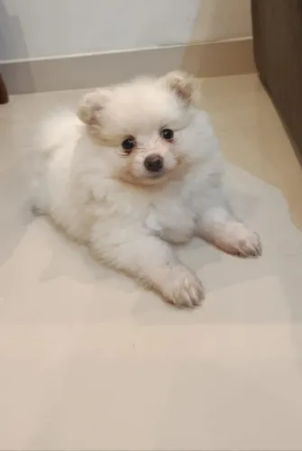 Lulu da Pomerânia