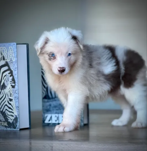 Border collie várias cores 