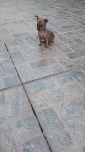 Em Marabá:Pinscher fêmea número 1 porte pequeno 