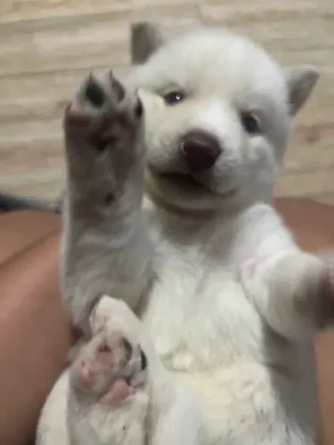 Husky siberiano O cachorrinho que ganhou a festa inteira