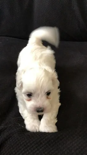 Maltês leve felicidade pra casa em forma de patinhas 