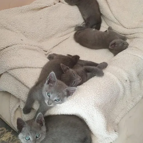 Russian blue filhotes nobres e elegantes