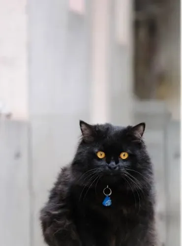 Gato persa preto