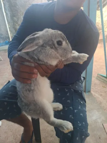 Vende-se coelha