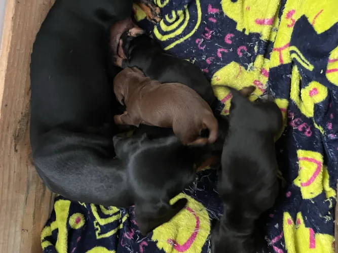 Vende-se Bacê/ Dachshund