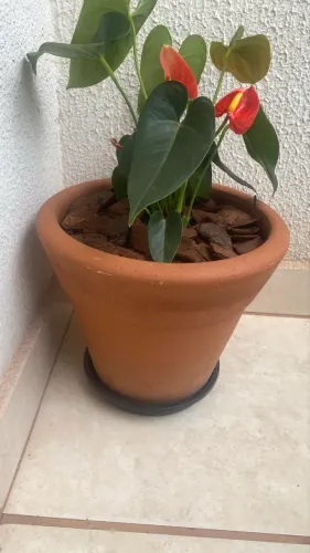 vaso de planta