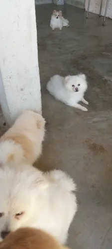 Lulu