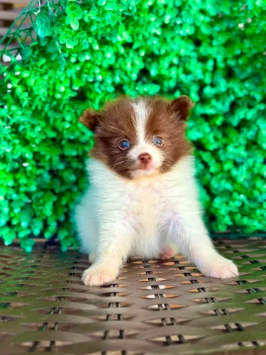 Vendo Lulu da Pomerânia micro
