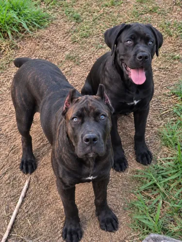 CASAL DE CANE CORSO 7 meses