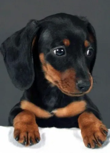 Dachshund / Teckel Um pedacinho de amor que respira