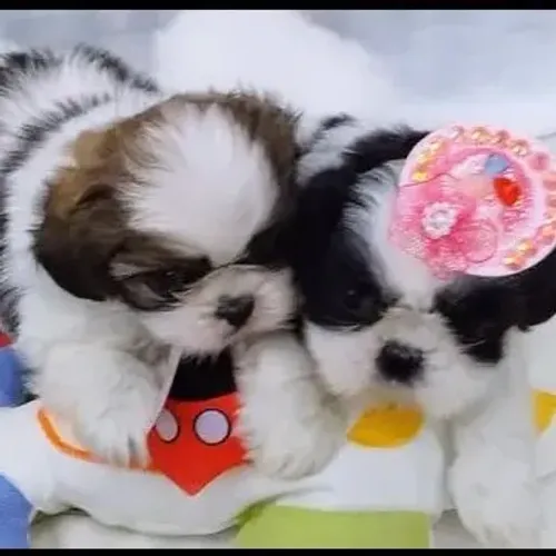 Shih-tzu lindos m/f ranking de venda com precinho que cabe no seu bolso parc/entrego hoje