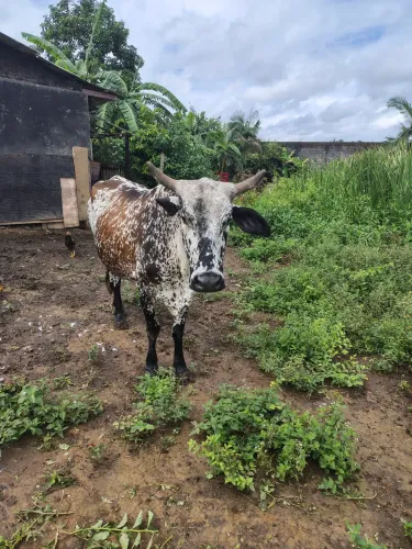 Vaca 