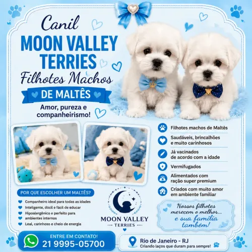 Maltês menor tamanho