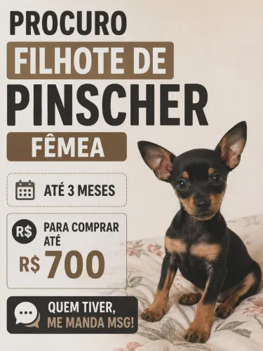 Procuro filhote de pinscher fêmea para compra