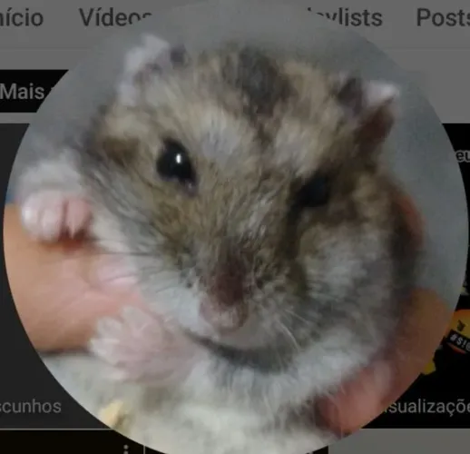 Hamster anão russo