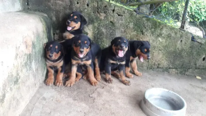 ? Filhotes de Rottweiler | Inteligência, Lealdade e Excelente Temperamento