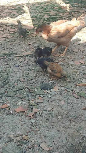 Temos pintinhos
