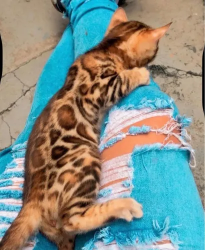 Gato bengal / parece oncinha / puros / pedigree / ler as informações 