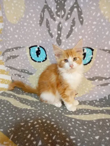 Filhote de gato macho mainecoon pronta entrega