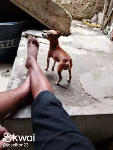 Vende-se pinscher número 1 macho