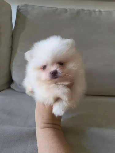 Spitz alemão anão macho